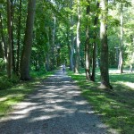 Wald in Swinemuende